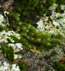 Hedwigia ciliata