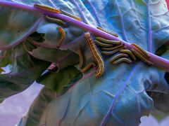 Ascia monuste orseis