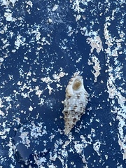 Cerithium eburneum