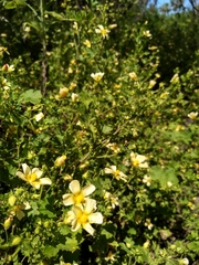 Modiolastrum malvifolium