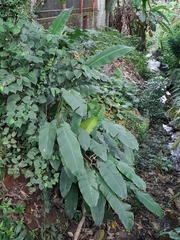 Heliconia latispatha