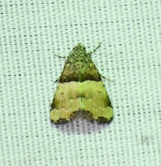 Cobubatha dividua