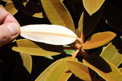 Rhododendron hyperythrum
