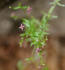 Galium wrightii