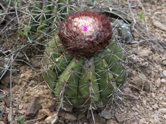 Melocactus curvispinus