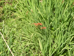 Crocosmia