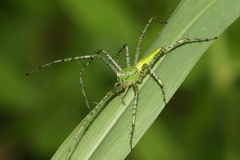 Peucetia formosensis