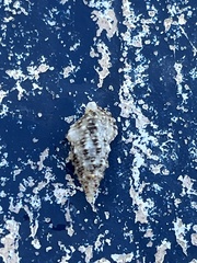 Cerithium eburneum