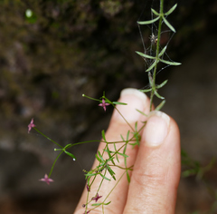 Galium wrightii