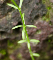 Galium wrightii