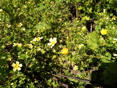 Modiolastrum malvifolium