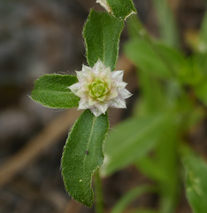 Gomphrena nitida