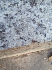 Formica cinerea