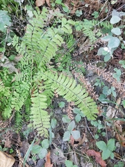Adiantum aleuticum aleuticum