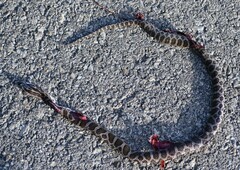 Pantherophis emoryi