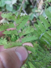 Adiantum aleuticum aleuticum