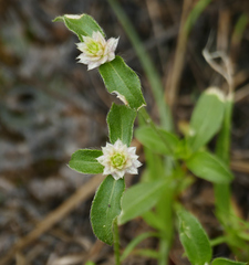 Gomphrena nitida