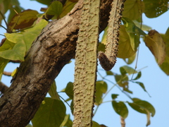 Radermachera xylocarpa