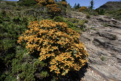 Rhododendron hyperythrum