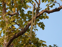 Radermachera xylocarpa