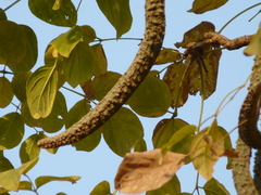 Radermachera xylocarpa