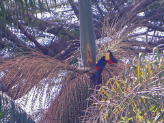 Ramphastos dicolorus