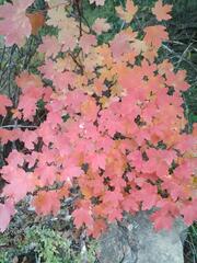 Acer granatense