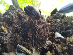 Lentinus brumalis