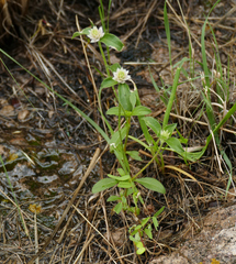 Gomphrena nitida