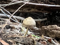 Panaeolus cinctulus