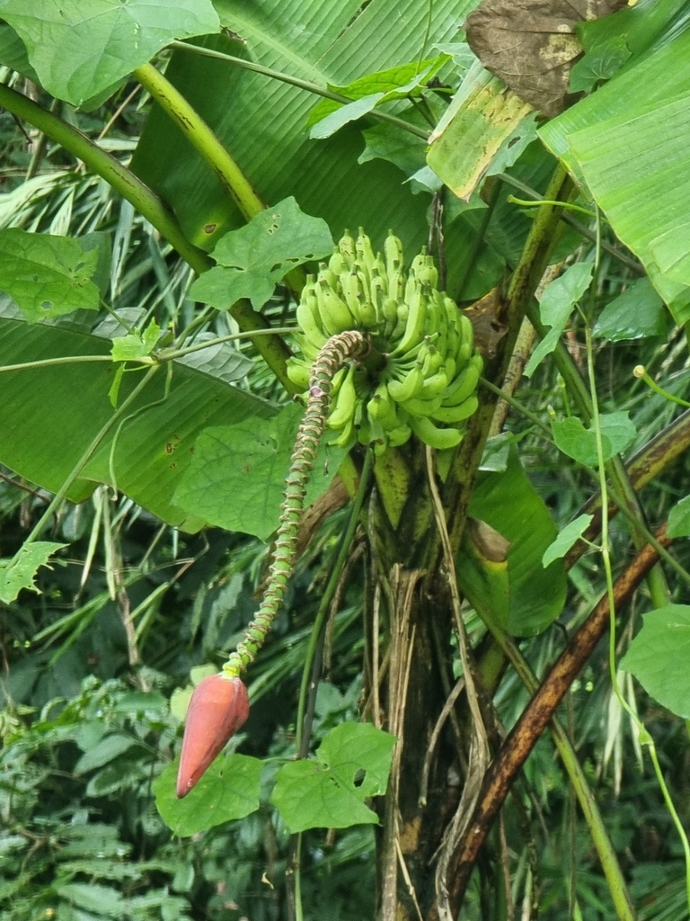 Musa acuminata malaccensis from Bukit Timah, Singapore on September 3 ...