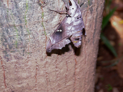 Madoryx oiclus