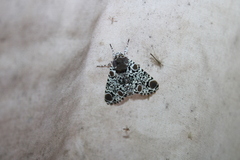 Harrisimemna trisignata