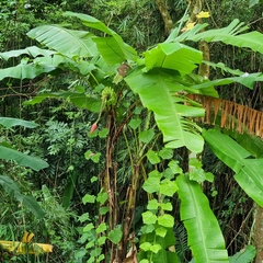 Musa acuminata malaccensis