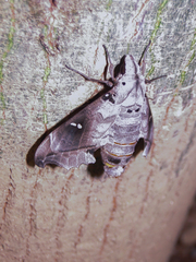 Madoryx oiclus