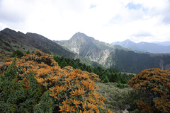 Rhododendron hyperythrum