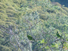 Psittacara leucophthalmus
