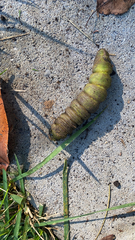 Sphingidae
