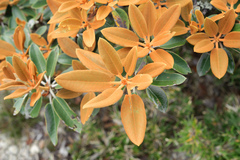 Rhododendron hyperythrum