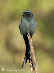 Dicrurus leucophaeus