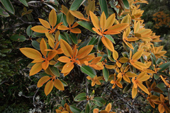 Rhododendron hyperythrum