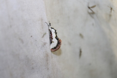 Eudryas unio