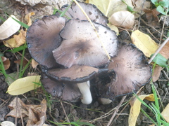 Coprinopsis