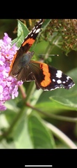 Vanessa atalanta