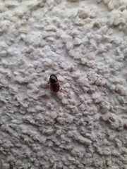 Chilothorax