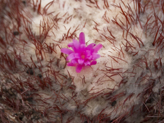 Melocactus curvispinus