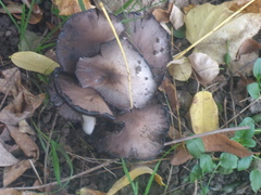 Coprinopsis