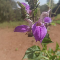 Brillantaisia owariensis