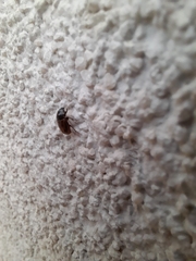 Chilothorax