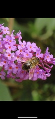 Eristalis tenax